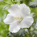 Hibiskusy białe