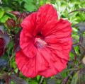 Hibiskusy bagienne