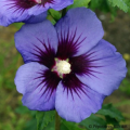 Hibiskusy niebieskie