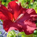 Hibiskusy czerwone