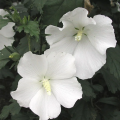 Hibiskusy pojedyncze