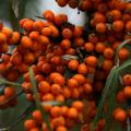 Rokitniki - Hippophae