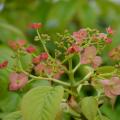 Hortensje pnące - Hydrangea anomala