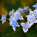Hortensje ogrodowe - Hydrangea macrophylla