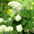 Hortensje dębolistne - Hydrangea quercifolia