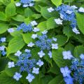 Hortensje piłkowane - Hydrangea serrata