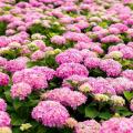 Hortensje - Hydrangea