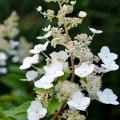 Hortensje na stanowiska słoneczne