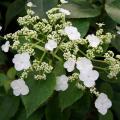 Hydrangee pnące