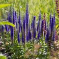 Inspiracja ogrodowa - Kolor indygo