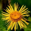 Omany - Inula