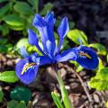 Kosaćce żyłkowane - Iris reticulata