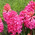 Hiacynty - Hyacinthus