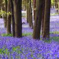 Hiacyntowce - Hyacinthoides