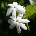 Jaśminy - Jasminum