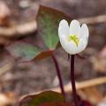 Dżefersonie - Jeffersonia