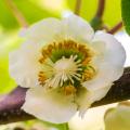 Kiwi samopylne
