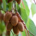 Kiwi - forma żeńska