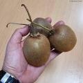 Kiwi wielkoowocowe