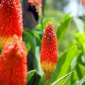 Trytomy - Kniphofia