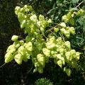 Mydleńce - Koelreuteria