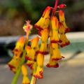 Lachenalie - Lachenalia