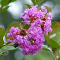 Lagerstremie fioletowe i liliowe