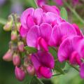 Groszki - Lathyrus