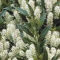 Laurowiśnie wschodnie - Prunus laurocerasus
