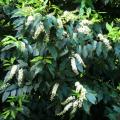Laurowiśnie portugalskie - Prunus lusitanica