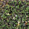 Kotule - Leptinella