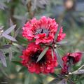 Manuka - Leptospermum