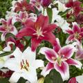 Lilie - Lilium