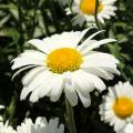 Jjastruny - Leucanthemum