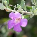 Szałwie pustynne - Leucophyllum