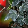 Bluszcze - Hedera