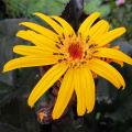 Języczniki - Ligularia