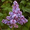 Lilaki - Syringa