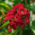 Lagerstremie - Lagerstroemia