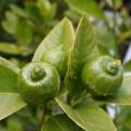 Limonki
