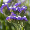 Zatrwiany - Limonium