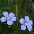 Lny - Linum