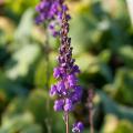 Lnice - Linaria