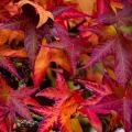 Ambrowce -liquidambar