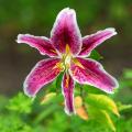 Lilie botaniczne - Lilium