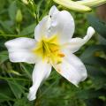 Lilie długokwiatowe - Lilium longiflorum