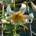 Lilie hybrydowe - Lilium