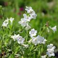 Litodory - Lithodora