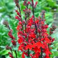 Lobelie - Lobelia