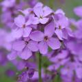 Miesiącznice - Lunaria